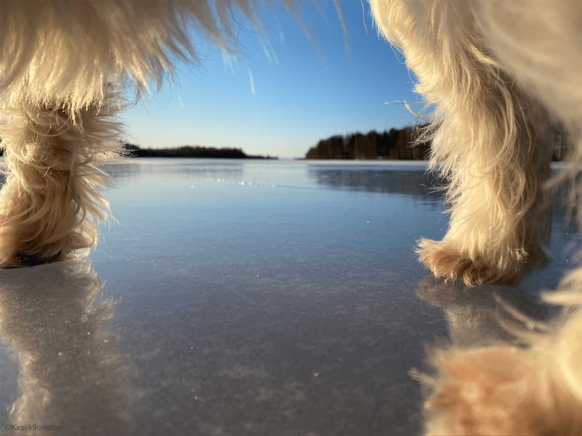 jäätynyt järvimaisema, kuvaa otettu valkean koiran vatsan alta, jolloin jalat ja vatsa rajaavat kuvan.